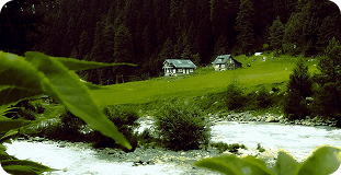 Green landscape with a quiet river