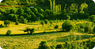 Sunlit fields and countryside