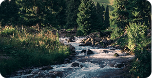 Forest stream running through rocks